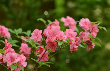 Azalea flowers blooming in the garden on a spring dayの写真素材