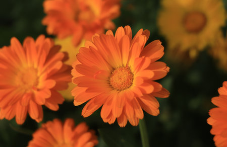 Calendula officinalis in the garden, closeup of photoの写真素材