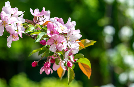 Beautiful blooming branch of apple tree with pink flowers in springの写真素材