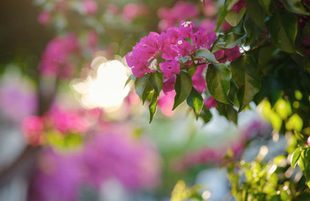 Bougainvillea flowers in the garden with bokehの写真素材