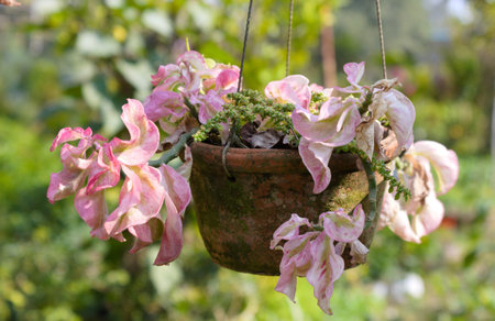 Bougainvillea flowers in a clay pot hanging on a ropeの写真素材