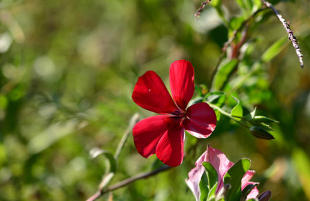 Red flower on a background of green grass in the summer sun.の写真素材