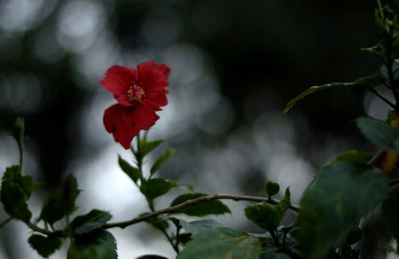 Red hibiscus flower in the garden with blurred background.の写真素材