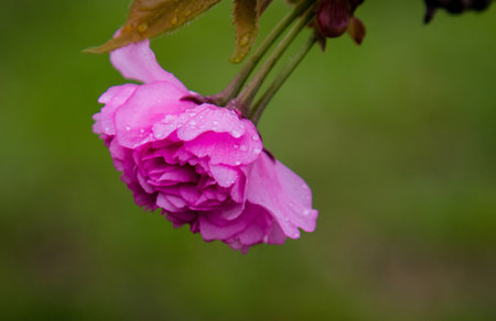 Pink cherry blossom with water drops on petals in the gardenの写真素材