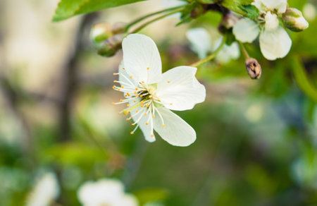 cherry blossom in spring, close-up, shallow depth of fieldの写真素材
