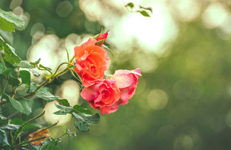Roses in the garden, Roses are beautiful with a beautiful sunny day.の写真素材