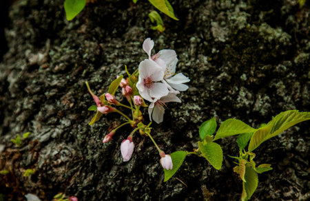 cherry blossom in spring on tree bark background, cherry blossomの写真素材