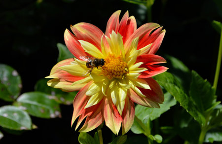 Colorful dahlia flower in the garden with bee on itの写真素材