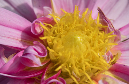 Close up of pink dahlia flower with yellow stamensの写真素材