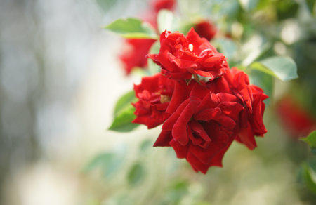 Red roses in a garden on a sunny day. Shallow depth of field.の写真素材