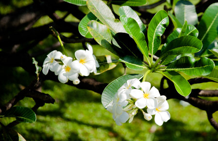 White frangipani flowers and green leaves on the tree.の写真素材