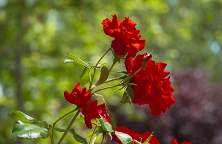 Beautiful red roses bloom in the garden on a sunny day.の写真素材