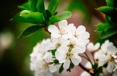 cherry blossom in spring, close-up, shallow depth of field