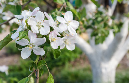 Apple blossom in the garden, closeup of a branch with white flowersの写真素材
