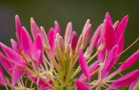 Cleome hassleriana or spider flower is blooming.の写真素材