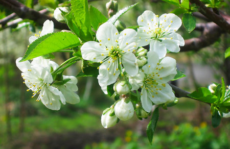 Blossoming branch of cherry on a background of green leaves.の写真素材