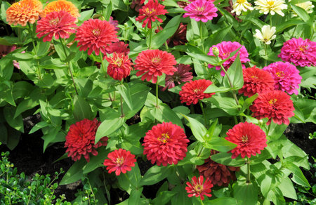 Zinnia flowers blooming in the garden on summer day.の写真素材