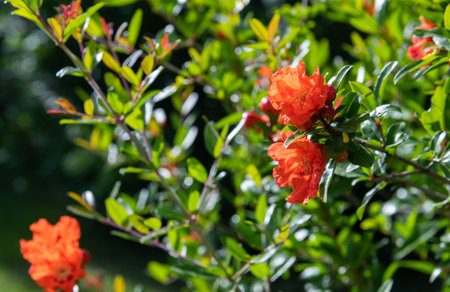 pomegranate flowers in the garden on a sunny summer dayの写真素材