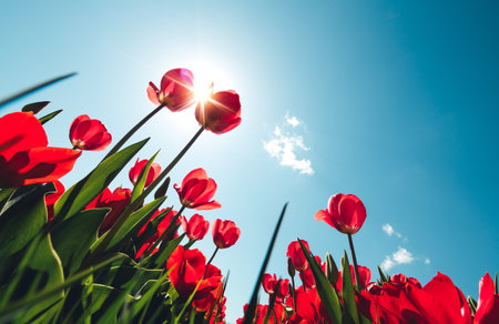 Red tulips and blue sky with sun rays. Spring background.の写真素材