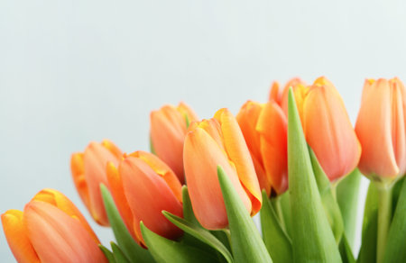 Bouquet of orange tulips on white background, closeupの写真素材