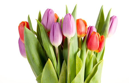 Bouquet of tulips isolated on white background. Studio shot.の写真素材