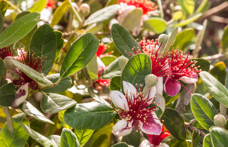 Flowering common guava plant with red and white flowers.の写真素材