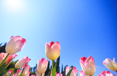 Tulip flowers blooming in the garden with blue sky backgroundの写真素材