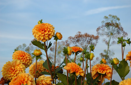Orange dahlia flowers on the background of the blue sky.の写真素材
