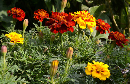 Marigold (Tagetes erecta) flowers in the gardenの写真素材