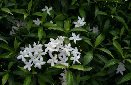 White Jasmine Flowers Blooming in The Garden.の写真素材
