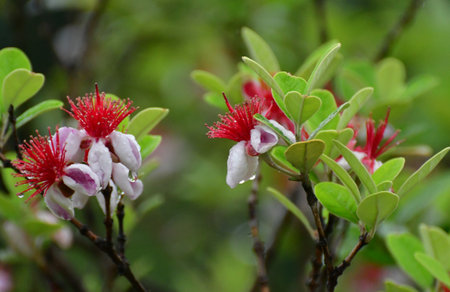 Red and white flowers of Guarani (Carpathus)の写真素材