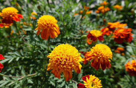 Tagetes erecta, Mexican marigold, Aztec marigold, African marigoldの写真素材