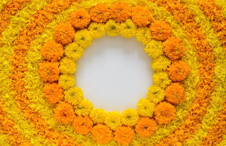 Marigold flowers on white background. Marigold flower frame
