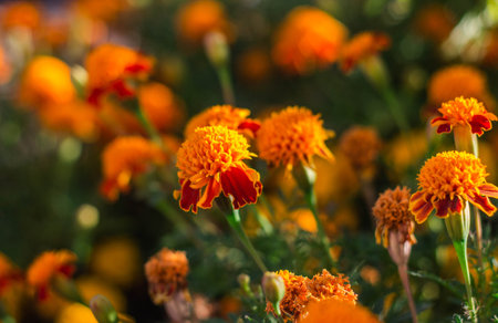 Marigold flower in the garden, Thailand. (Tagetes erecta)の写真素材