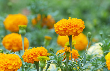 Marigold flowers in the garden. (Tagetes erecta L.)の写真素材