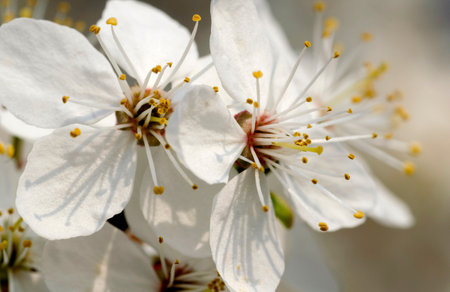 cherry blossom in spring, close-up, macro photoの写真素材