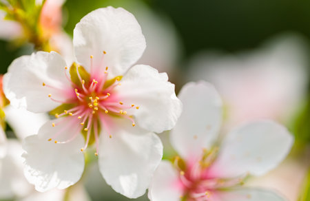 cherry blossom in spring, shallow depth of field. macroの写真素材