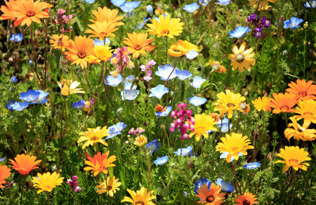 Colorful flowers in the garden on a sunny summer day. Natural background.の写真素材