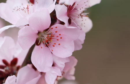 cherry blossom in spring, closeup of beautiful pink flowers