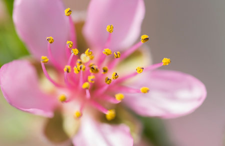 Close up of pink cherry blossom. Shallow depth of field.の写真素材