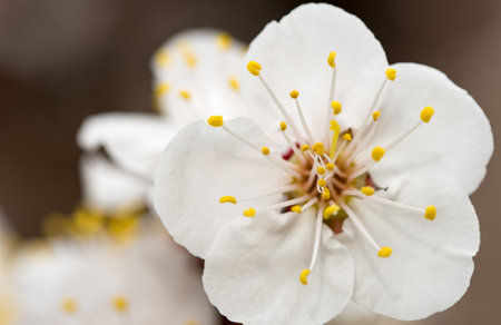 Apricot blossom in spring. Macro photo with shallow depth of field.の写真素材