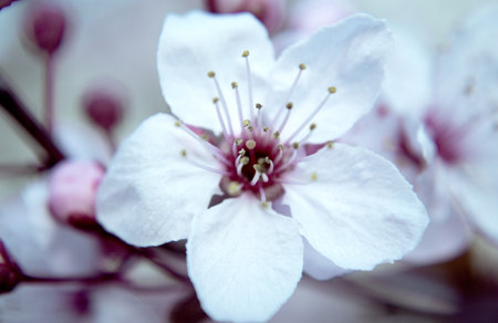 cherry blossom in spring, macro shot, close-upの写真素材