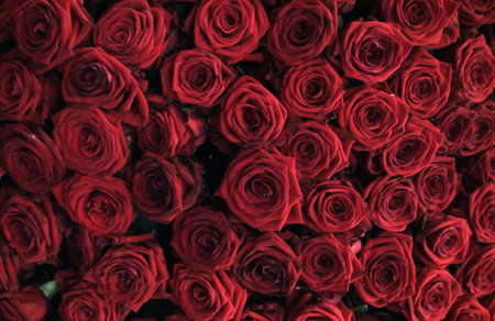 Red roses background. Red roses background. Red roses background. Red roses background.の写真素材