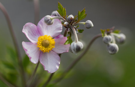 Anemone japonica (Japanese anemone) flowerの写真素材