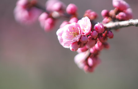 cherry blossom in spring time with soft focus and shallow depth of fieldの写真素材