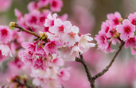 cherry blossom in chiangmai, thailand.の写真素材