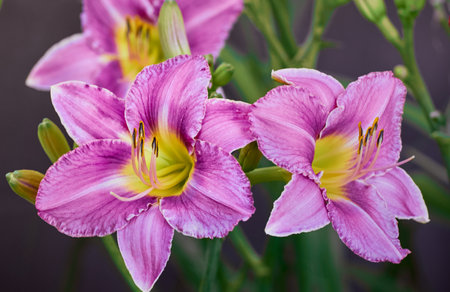Purple daylily flowers on a background of green leaves.の写真素材