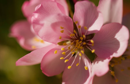 Almond blossom in spring time, macro photo with shallow depth of fieldの写真素材