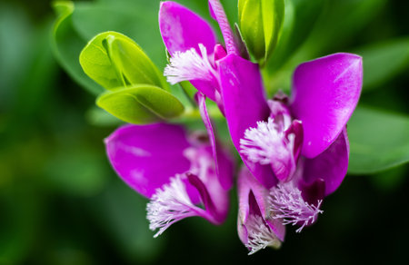 Purple orchid flower with green leaf background in garden, Thailand.の写真素材