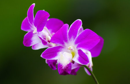 Purple orchid flower in the garden,violet orchidの写真素材